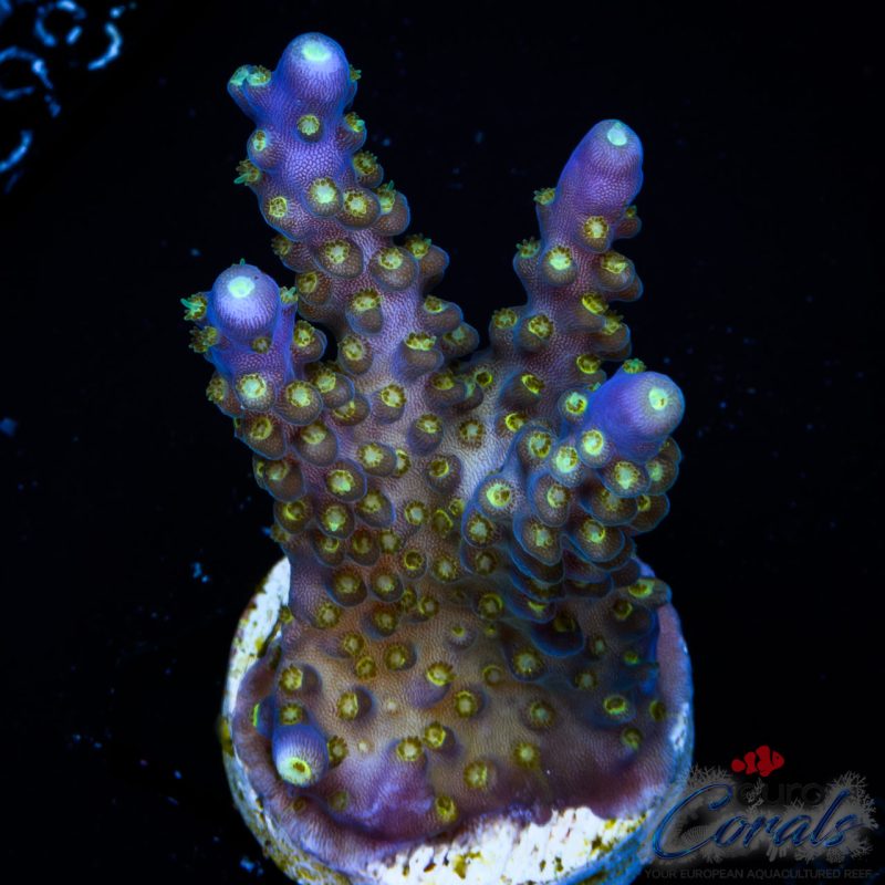 EC Nebula Super Blue Yellow Polyps Acro