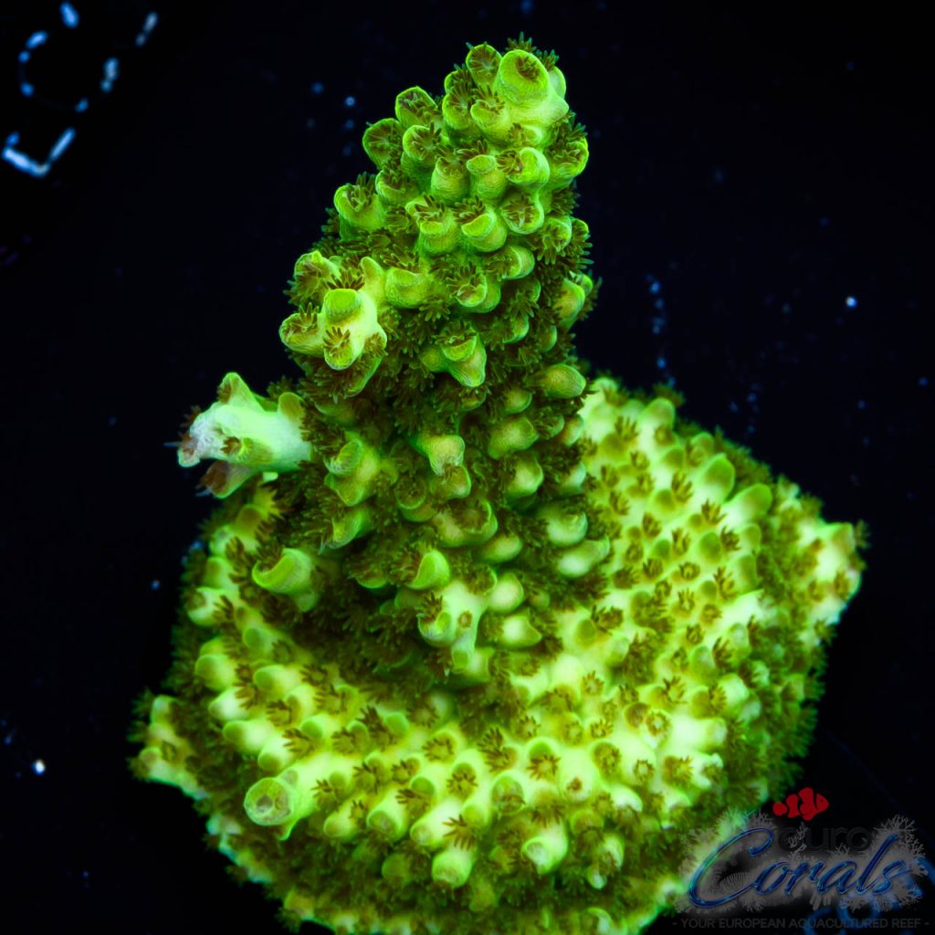 EC Toxic Waste Acro