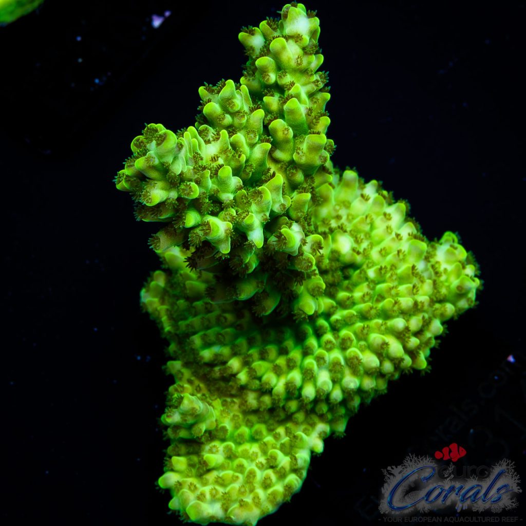EC Toxic Waste Acro