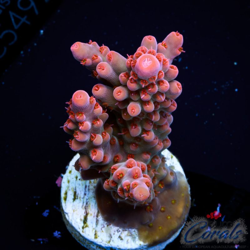 EC Pinky n D Brain Acro