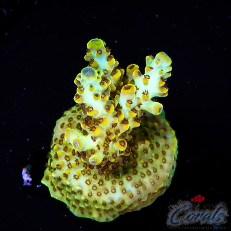 EC Rainbow Twizzler Acro