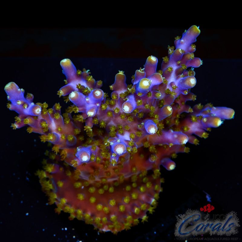 EC Purple Candle Acro