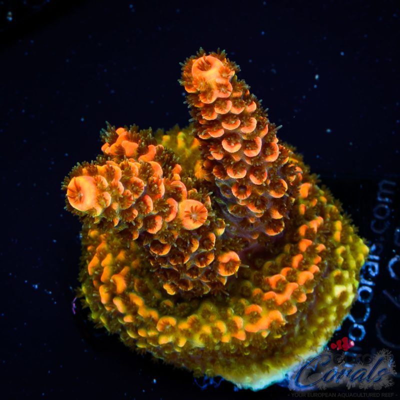 EC On Fire Spathulata ER