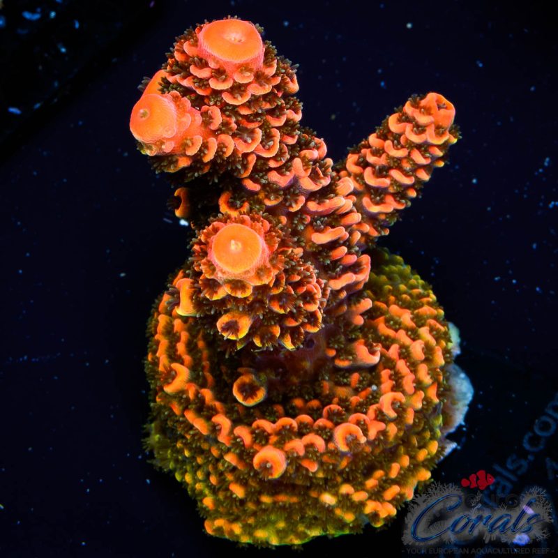 EC On Fire Spathulata ER