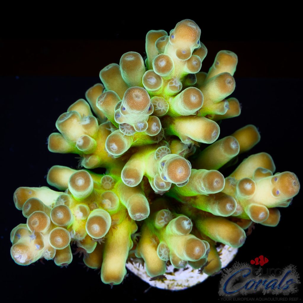 EC Panda Acro