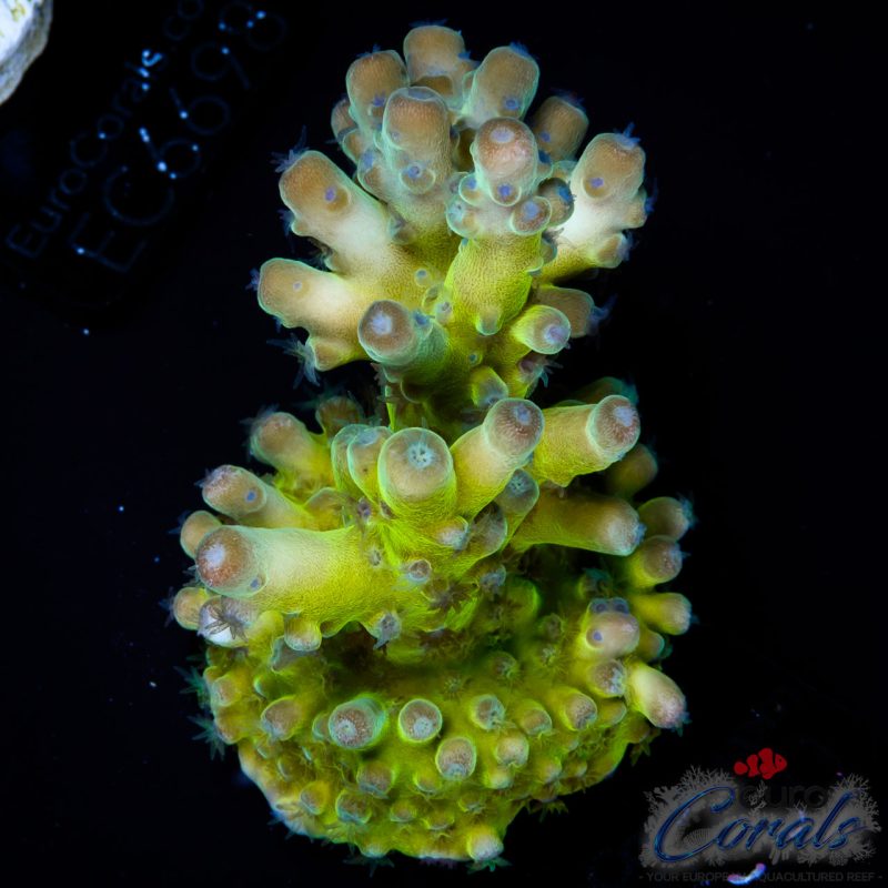 EC Panda Acro