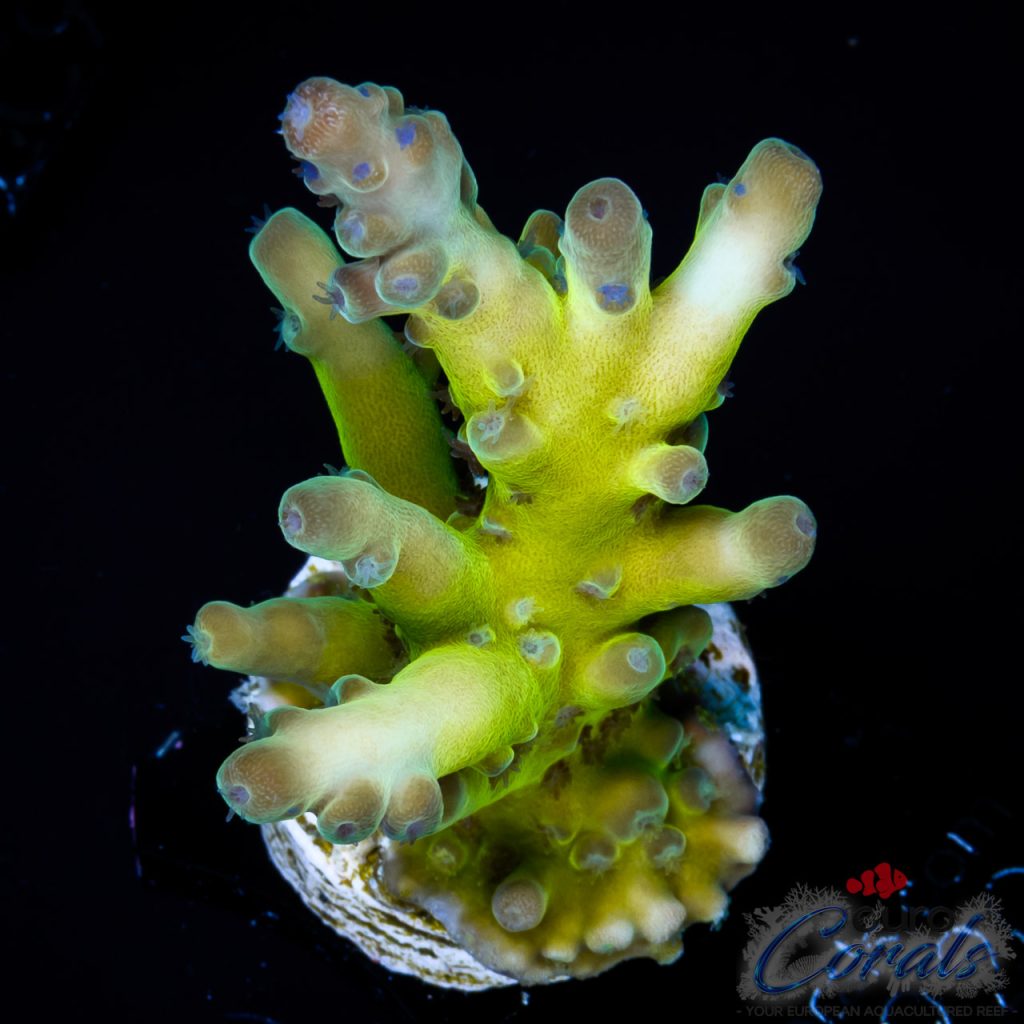 EC Panda Acro