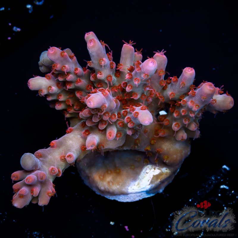 EC Pinky n D Brain Acro