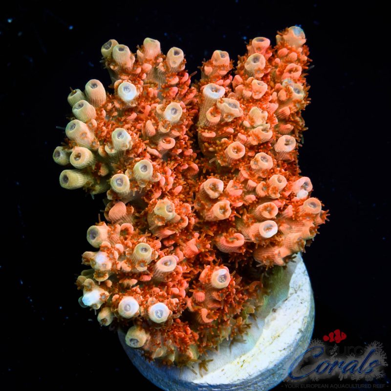 EC Saturn Orange Table Acro