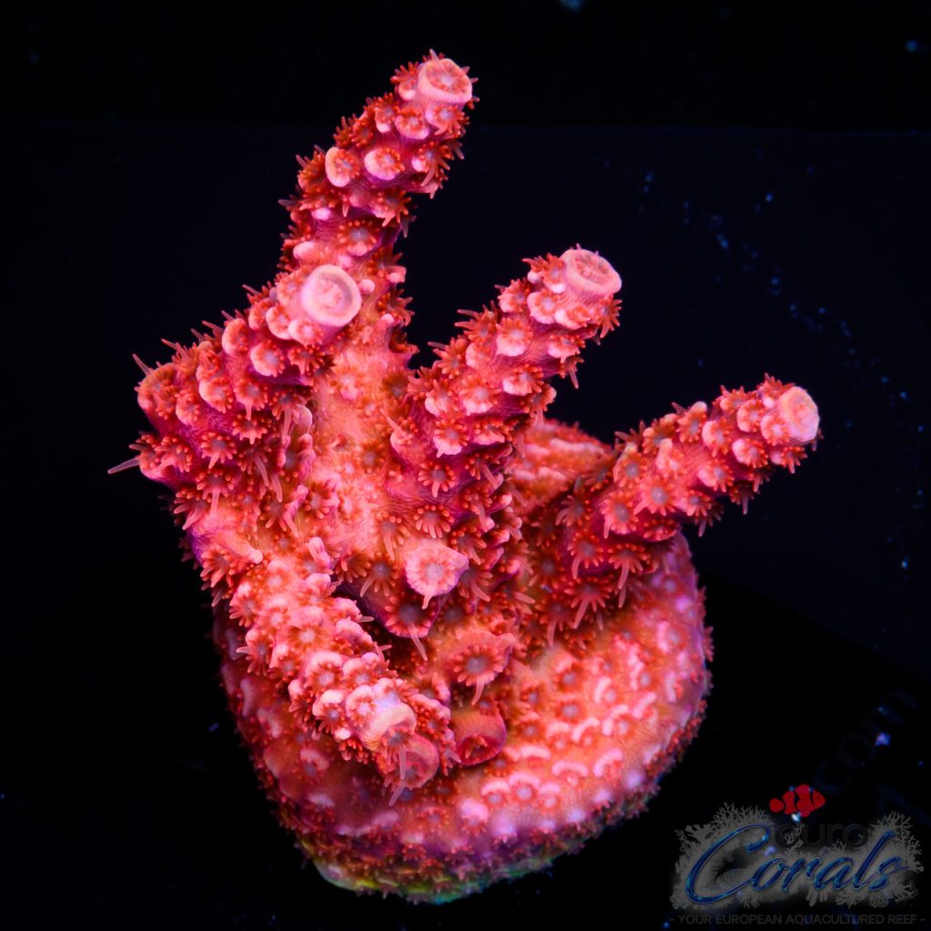 EC RedBlood Acro