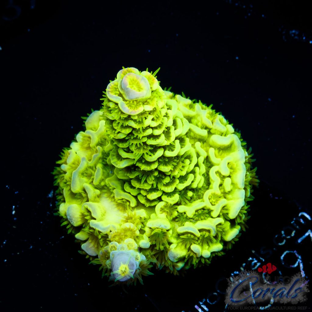 EC Hulk Acro