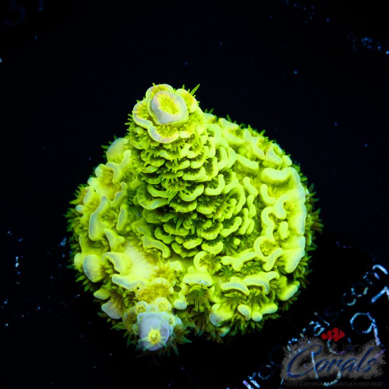 EC Hulk Acro