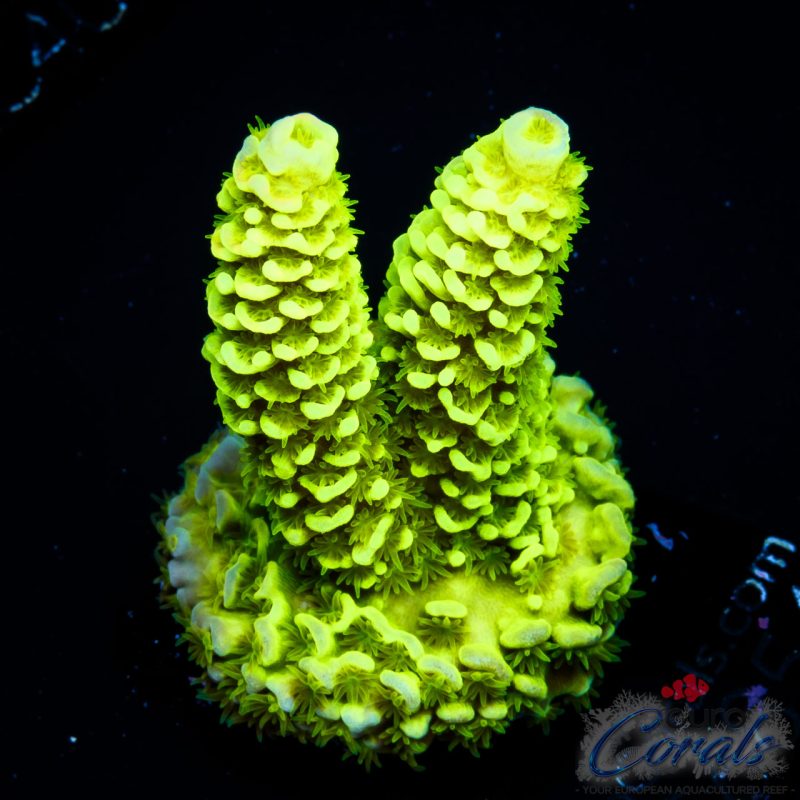 EC Hulk Acro