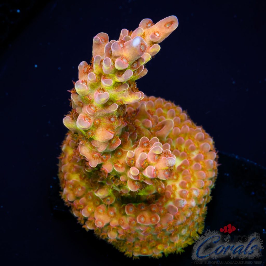 EC Rainbow Twizzler Acro