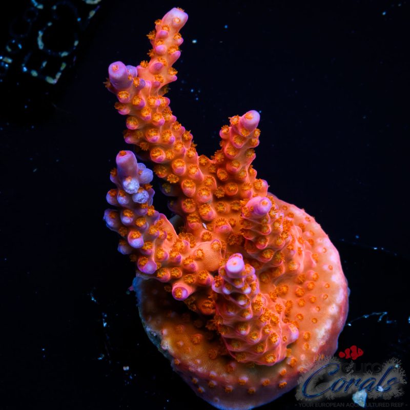 EC Mojo Man Acro ER