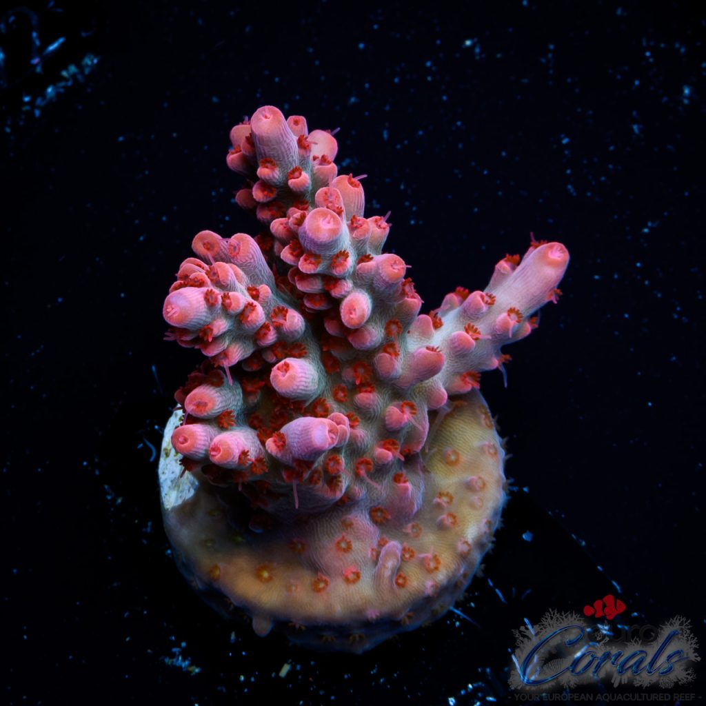 EC Red Devil Nasuta Acro