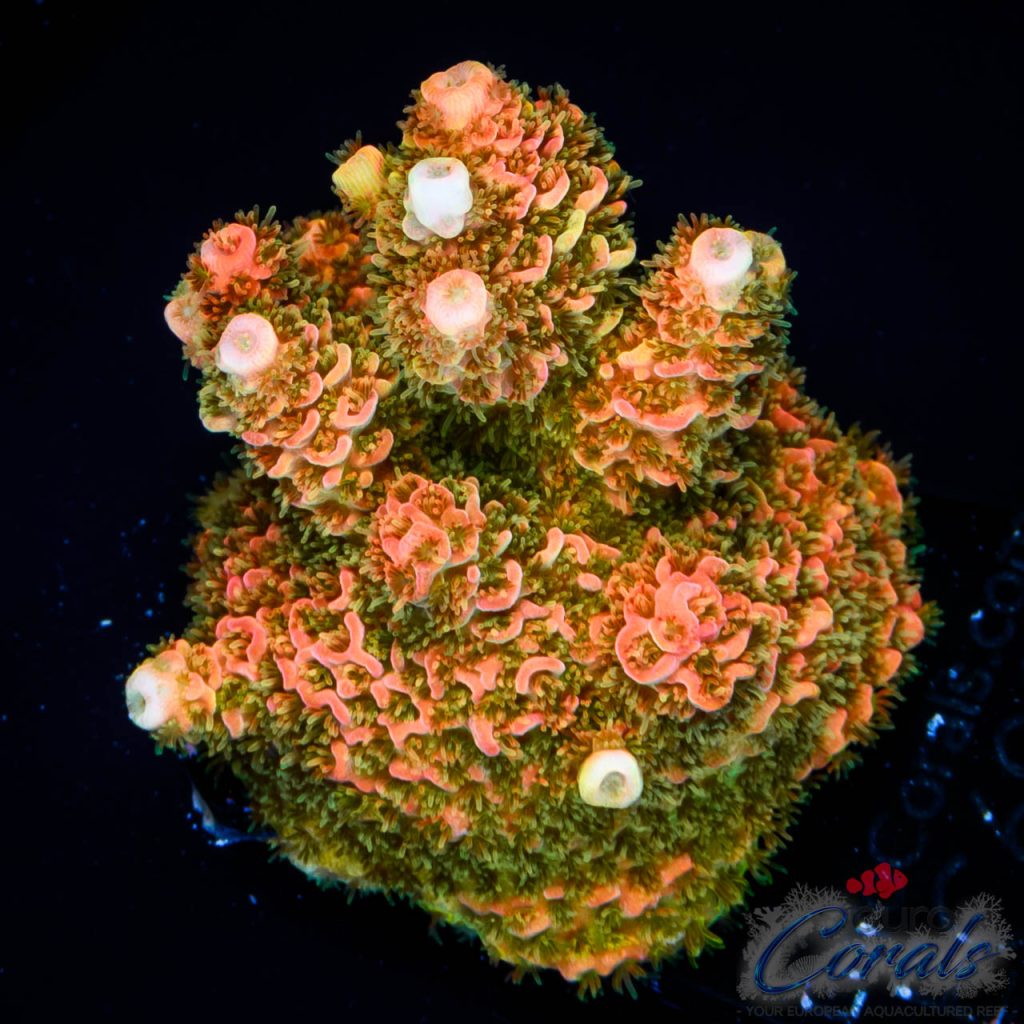 EC Crown Jewel Acro