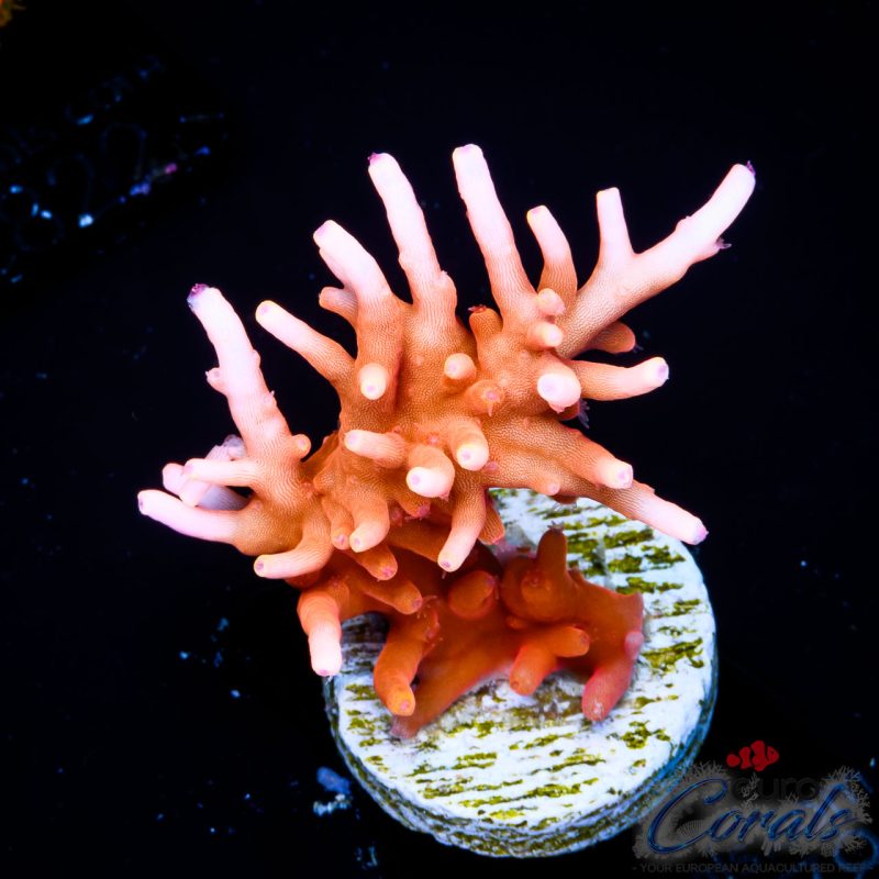 EC Golden Dragon Acro NEW