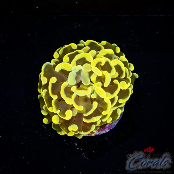 EC Super Golden Paraancora (1-2 heads)