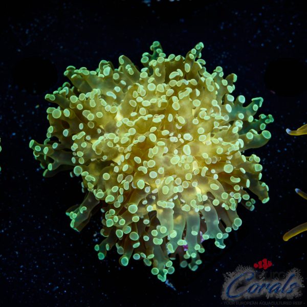 EC Frogspawn Euphyllia (1-2 heads)