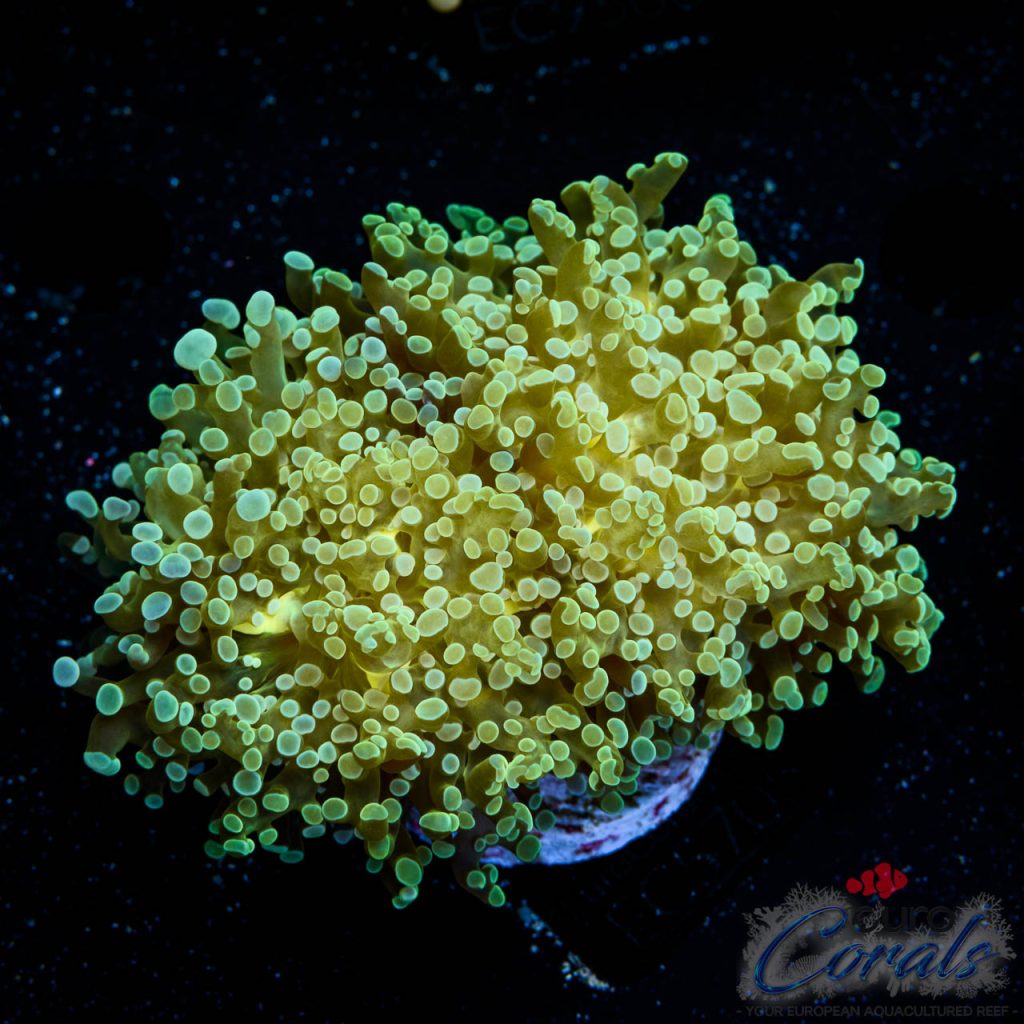 EC Frogspawn