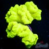 EC Neon Green Cryptonite