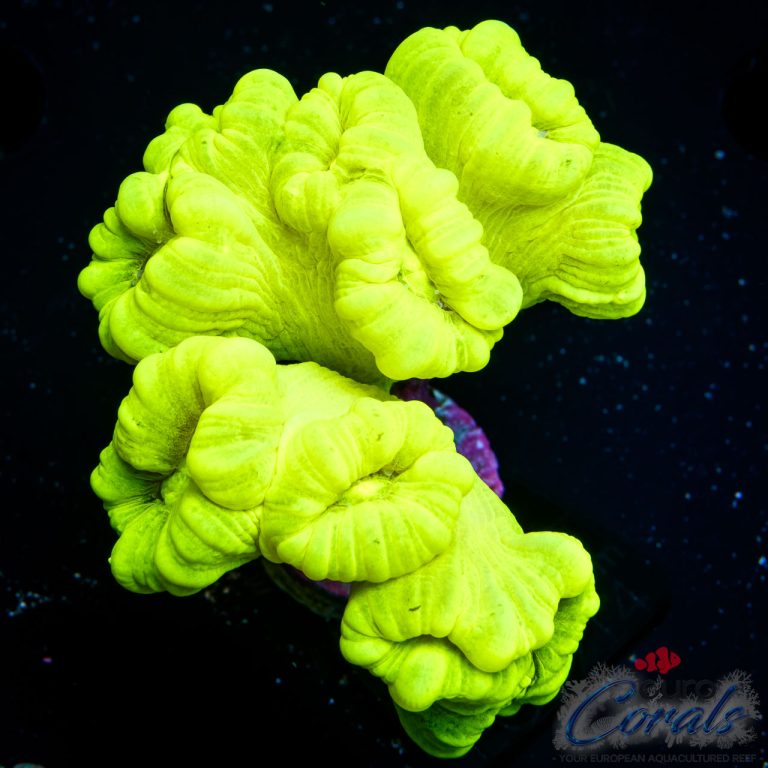EC Neon Green Cryptonite