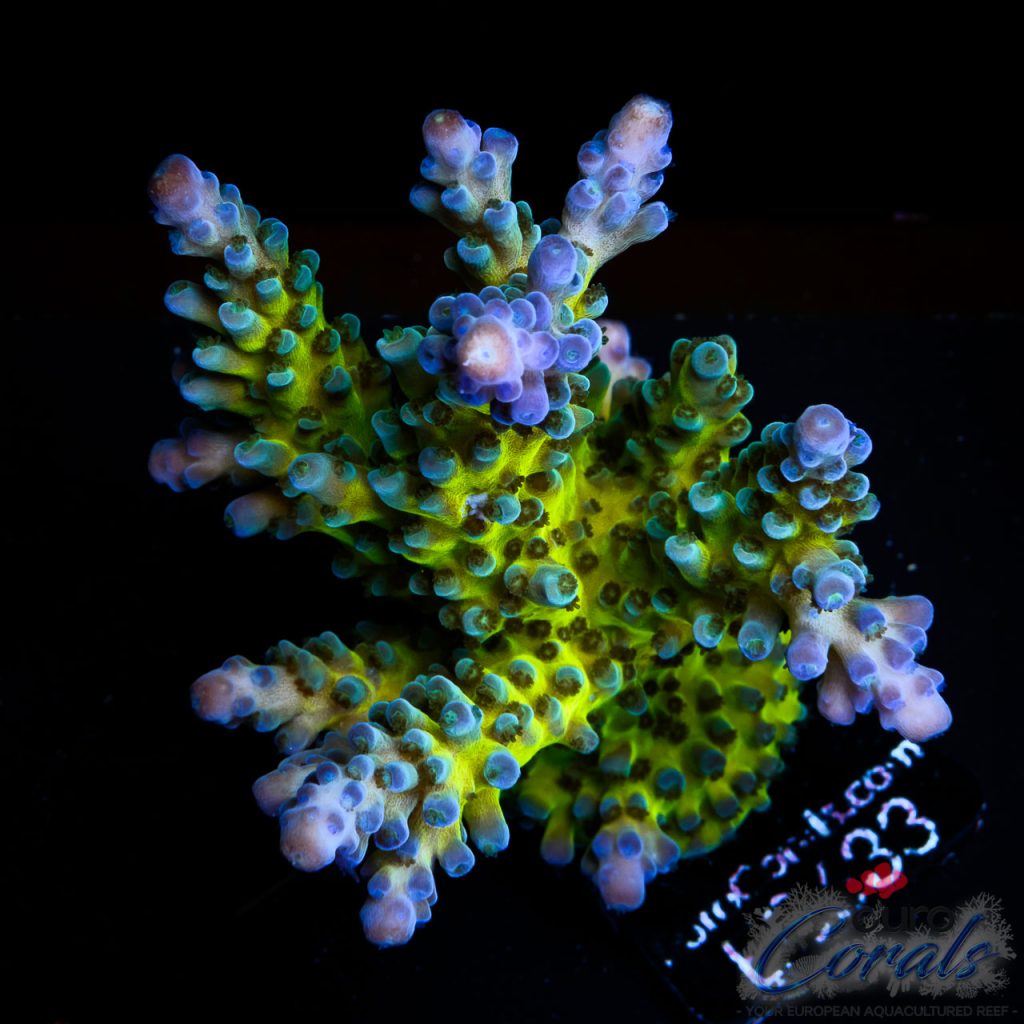 EC Electric Miyagi Tort Acro