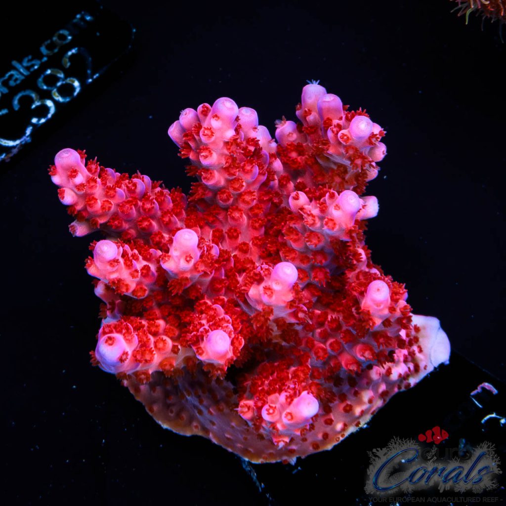 EC Red Octopus Acro