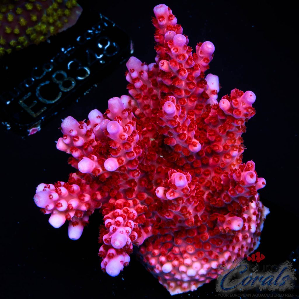 EC Red Octopus Acro