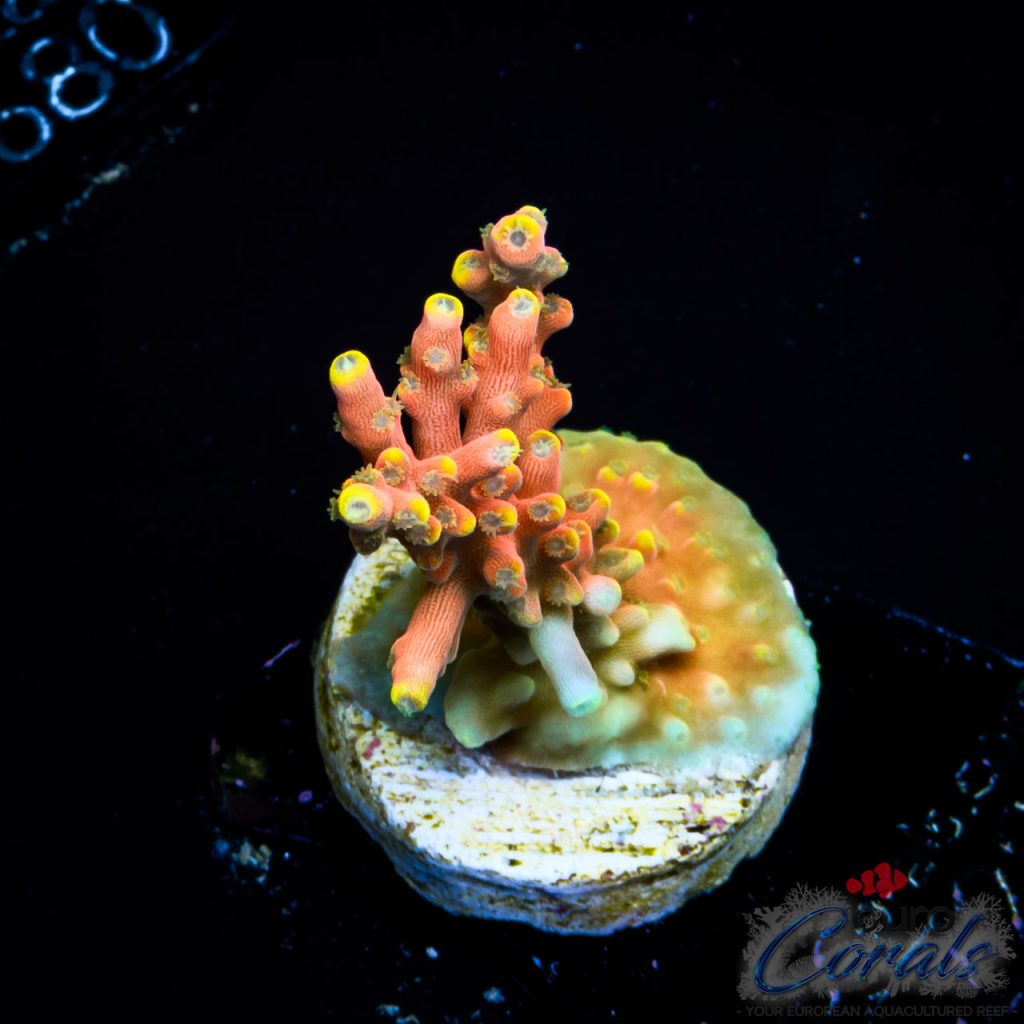 EC Poison Envy Acro