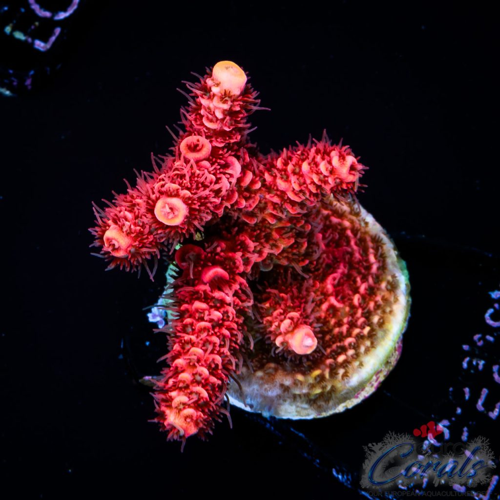 EC Red Torch Acro NEW