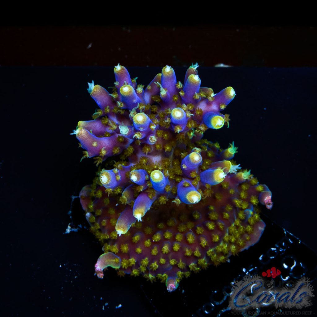 EC Blue Candle Acro