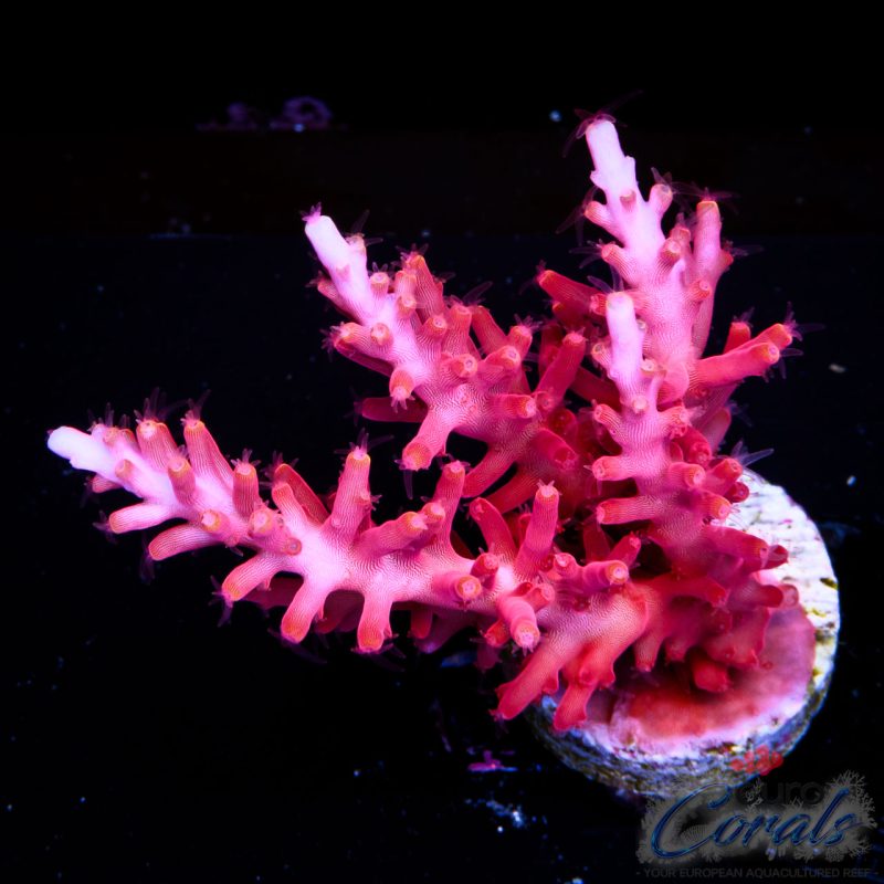 EC Little Red Ferrari Acro