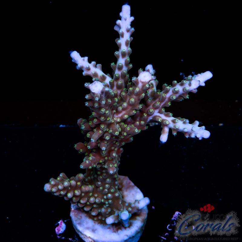 EC Shark Attack Acro