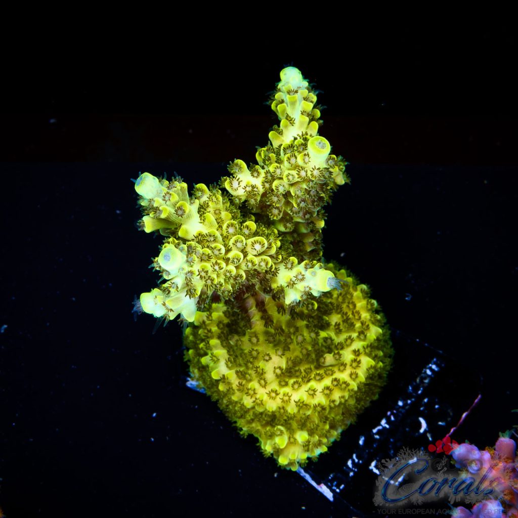 EC Toxic Waste Acro