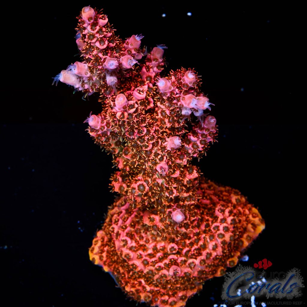 EC Fenix Acro
