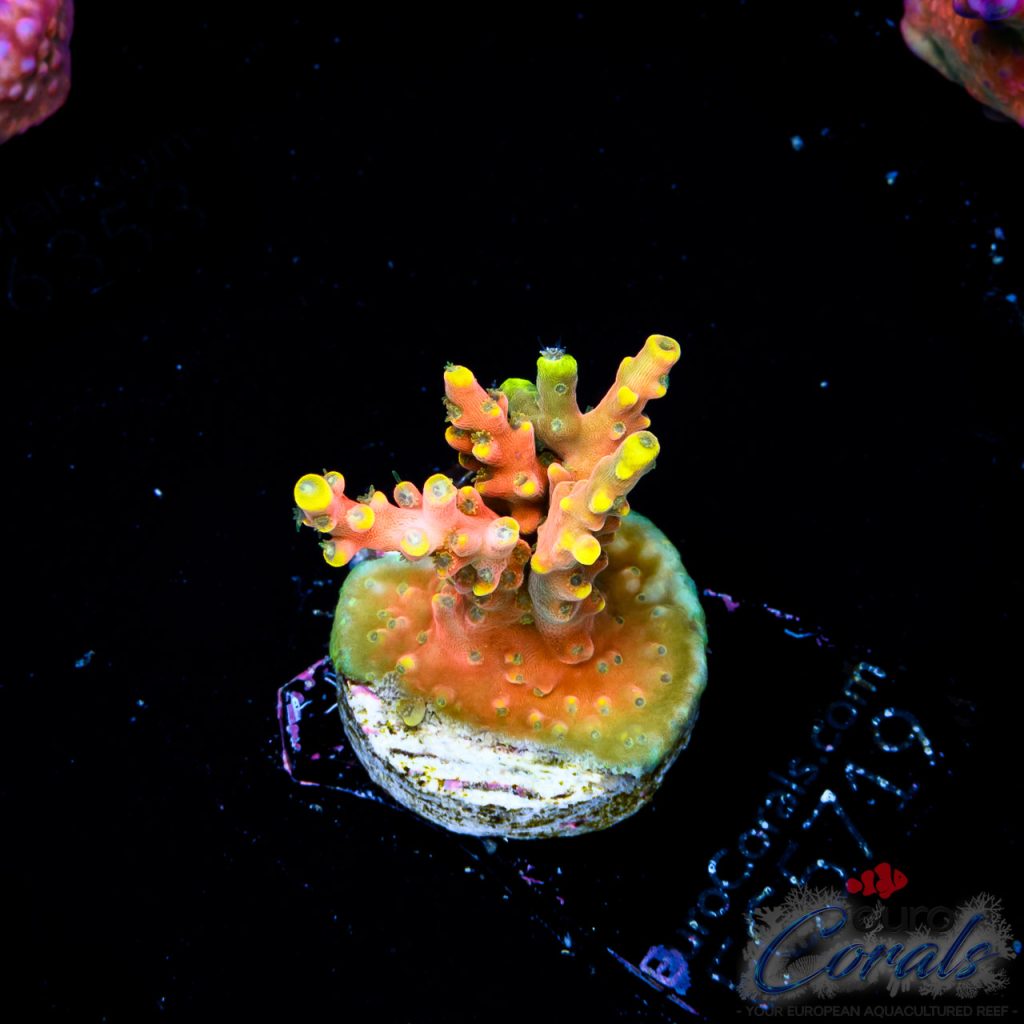 EC Poison Envy Acro