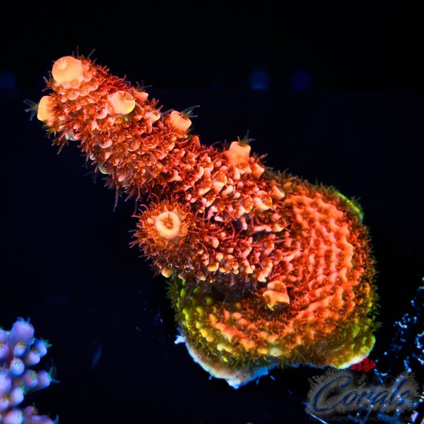 EC On Fire Spathulata Acro
