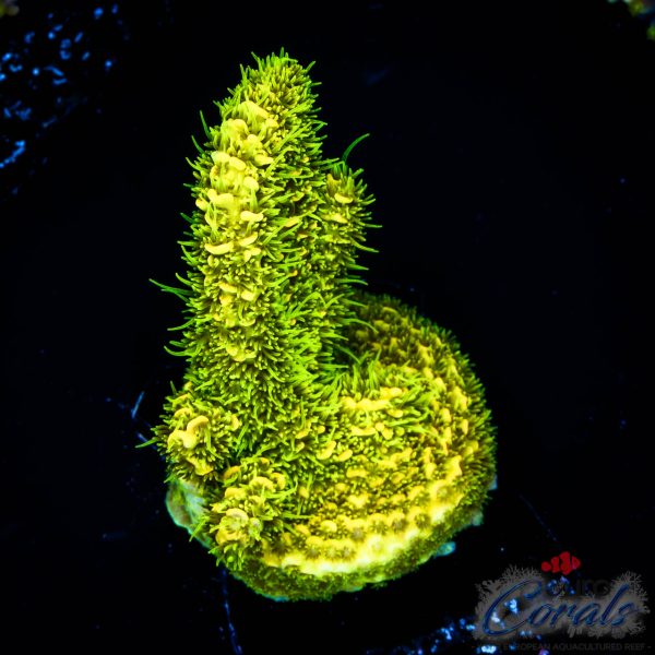 EC Rainbow Solar Flare Mille