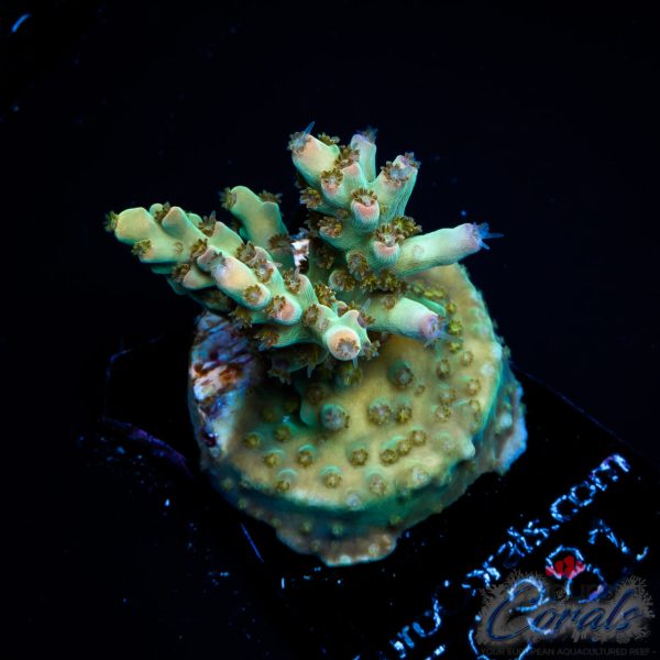EC Psychoberry Acro