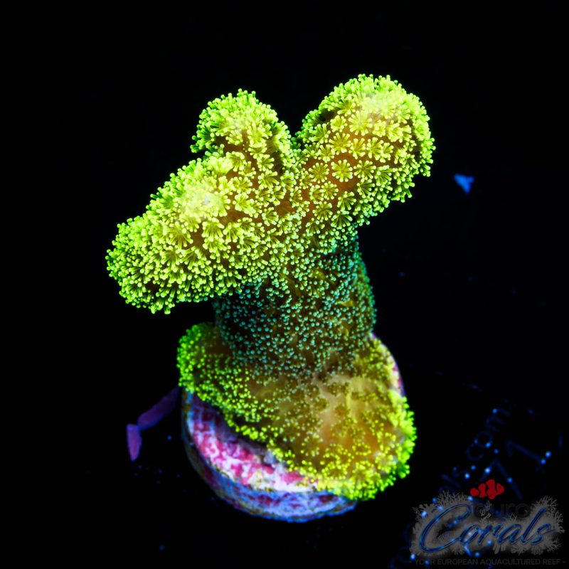 EC Sparkling Stars Stylo