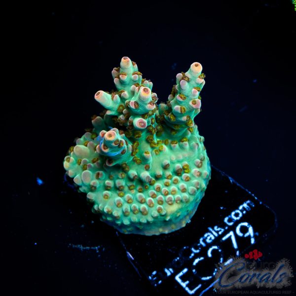 EC Psychoberry Acro