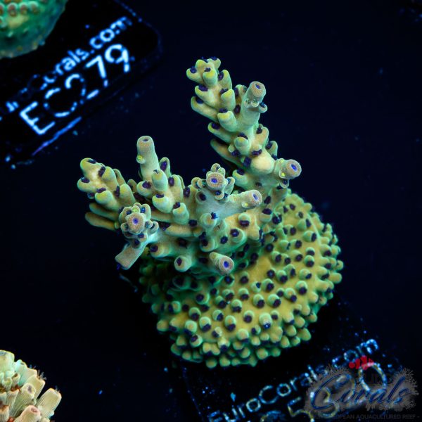 EC Rainbow Blueberry SSC Acro