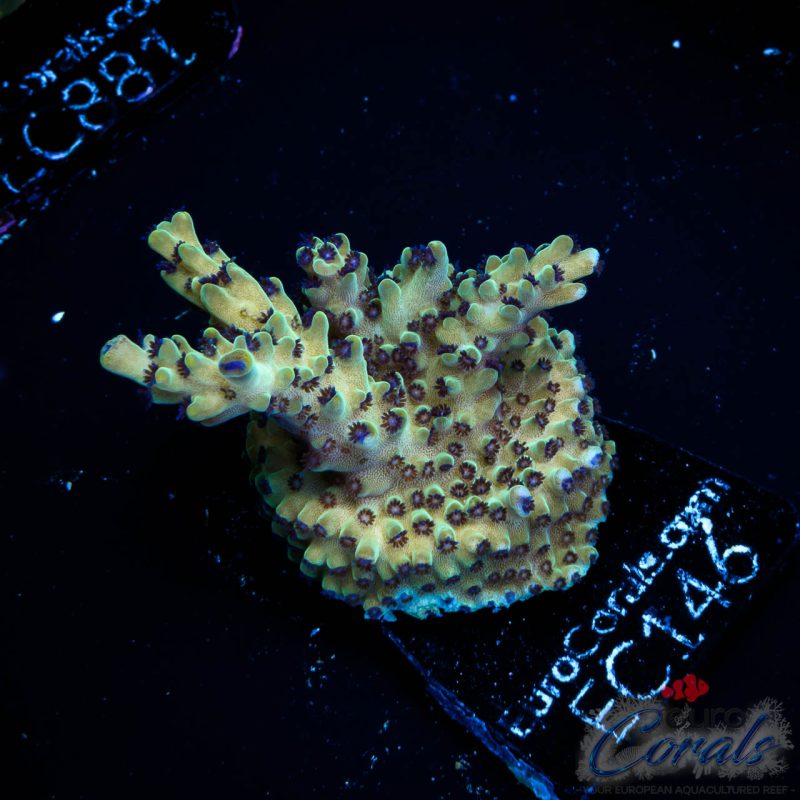 EC Rainbow Blueberry SSC Acro
