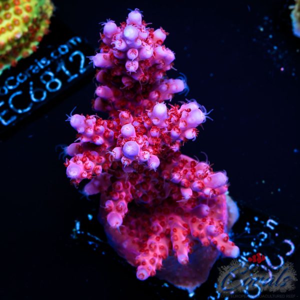 EC Adam Bomb Super Red/Blue Tipped Acro