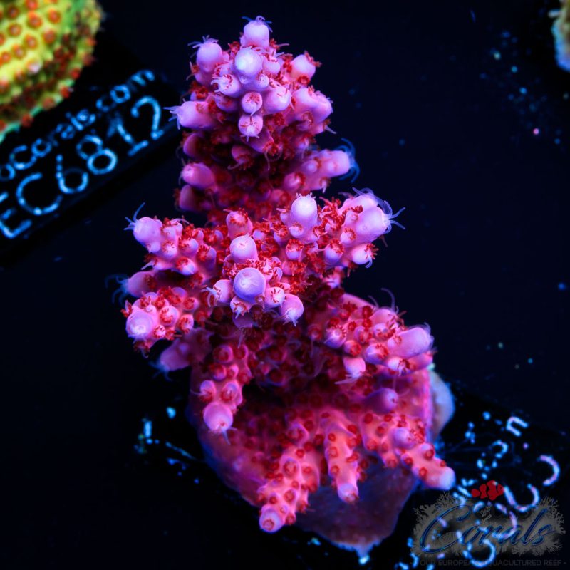 EC Adam Bomb Super Red/Blue Tipped Acro
