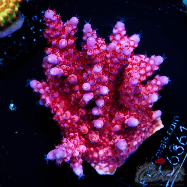 EC Adam Bomb Super Red/Blue Tipped Acro