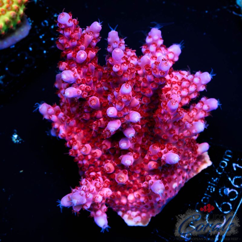 EC Adam Bomb Super Red/Blue Tipped Acro