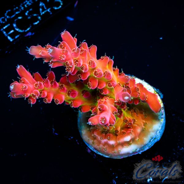 EC Flamethrower Acro NEW